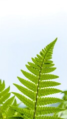 Vibrant green fern frond against a bright sky