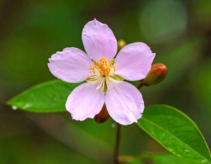Obraz premium Close-up of a delicate pink flower