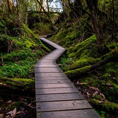 Wooden boardwalk winding through a lush green mossy forest.