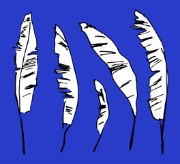 White palm leaves, black outline. Vector set, tropical plants, floral elements. Nature and vegetation.