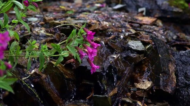 A close-up portrait captures a Purple Monkeyflower plant in Glacier National Park, showcasing its vibrant color and unique form in its natural habitat