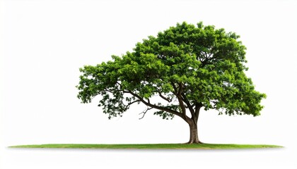 tree isolated on white background