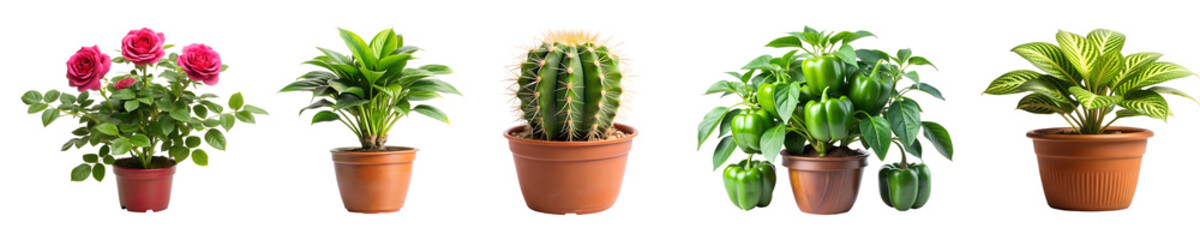 Obraz premium set of tree plant png image on transparent background