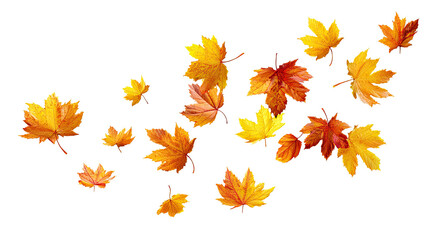 Fototapeta premium Falling autumn leaves in various shades of orange and gold, against a black background. A graphic design