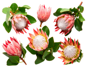 Top-Down View of Protea Cluster with Green Foliage, Isolated