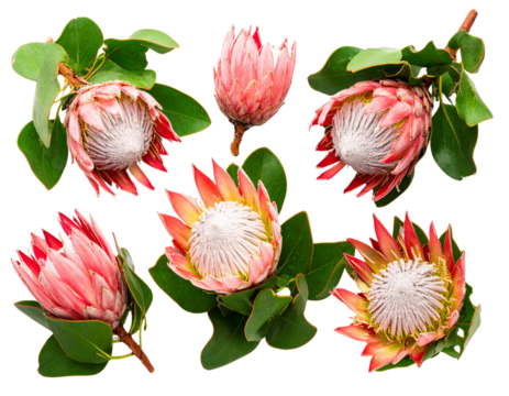 Top-Down View of Protea Cluster with Green Foliage, Isolated