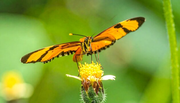 A vibrant orange and black butterfly rests delicately on a cluster of yellow flowers, showcasing intricate wing patterns against a blurred green background.