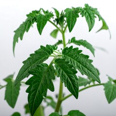 Young Tomato Plant with Vibrant Green Leaves Against a White Background.