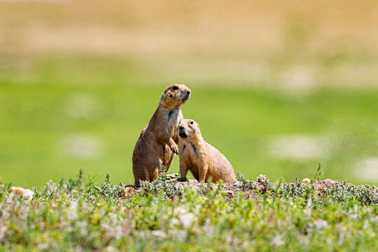 Prairie dog couple at their burrow