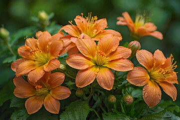 Cluster of Vibrant Orange Lily Flowers with Green Leaves and Water Droplets floral
