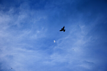 Obraz premium Silueta de ave volando cerca de la luna en cuarto creciente después de un día de trabajo sobre cielo azul durante el atardecer. Pájaros, cuervos, palomas, cielo azul azure.