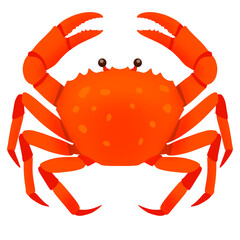 Cooked Crab Illustration
