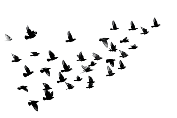 A scattering of small, light-gray shapes, resembling birds or particles, against a black backdrop.  They form a loose, asymmetrical,  fanning pattern