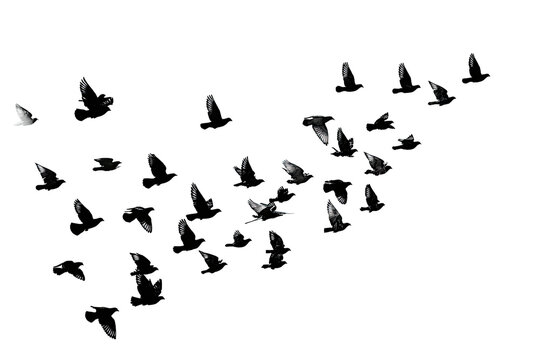 A scattering of small, light-gray shapes, resembling birds or particles, against a black backdrop.  They form a loose, asymmetrical,  fanning pattern