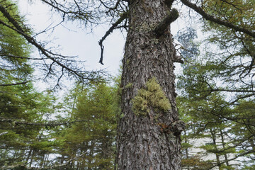 トゲシバリ？：伸びた子器が見える樹枝状の地衣類／美ヶ原高原・日本・8月