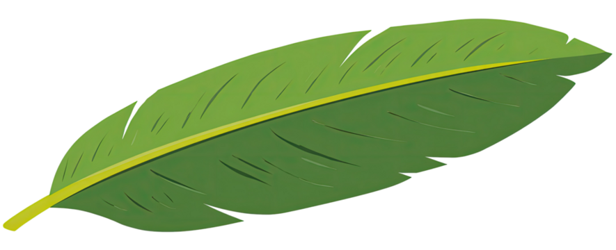 Green leaf with prominent midrib