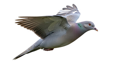 Isolated Flying Pigeon © Rowan