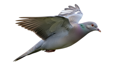Isolated Flying Pigeon