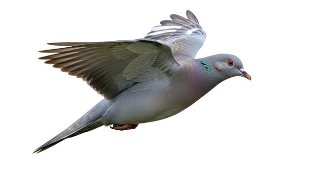 Isolated Flying Pigeon