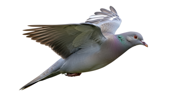 Isolated Flying Pigeon