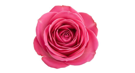 Isolated Pink Rose Blossom