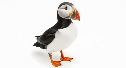 Adorable puffin plush toy with realistic features standing against a white background