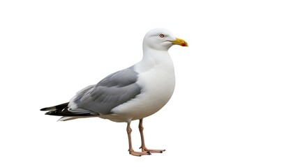 Obraz premium A majestic seagull standing proudly against a pure white background