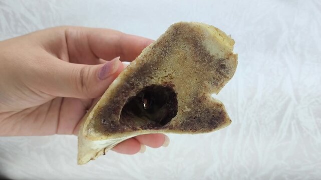 Boiled marrow bone for cooking broth, bouillon in a woman's hand. The benefits of beef bones.