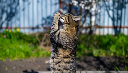 Obraz premium Tabby cat standing on hind legs