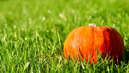 A vibrant orange pumpkin sits in bright green grass, bathed in sunlight. Autumn background