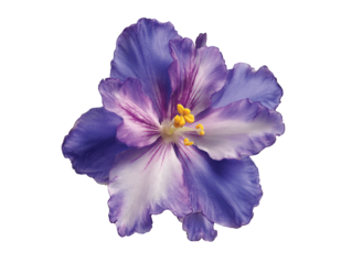 African Violet flower  isolated on transparent background png