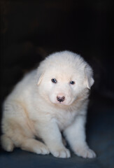 White puppy sitting on a wooden table, The puppy is looking at the camera with a curious expression. It has big, dark eyes and floppy ears. Its fur is soft and fluffy.puppy Stock photos
