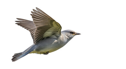 Isolated flying bird