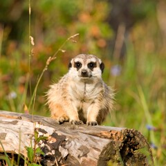 A meerkat sits attentively on a weathered log, its gaze directed forward in a captivating wildlife image.