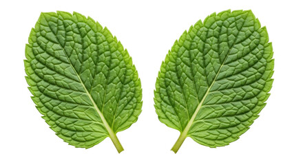 Isolated Green Mint Leaves