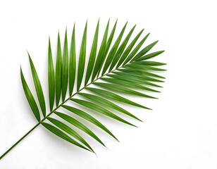 Obraz premium A vibrant palm frond against a white background