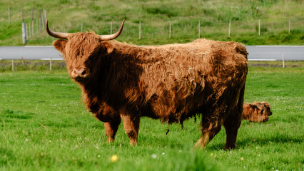 Highland cows grazing peacefully in a lush green field on the Faroe Islands