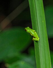 Green frog on a leaf