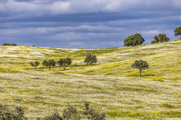 Beautiful landscape with wildflower meadows in Parque Natural do Vale do Guadiana, near Mertola,...