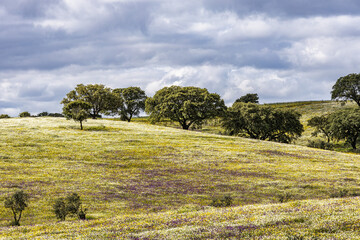 Beautiful landscape with wildflower meadows in Parque Natural do Vale do Guadiana, near Mertola,...