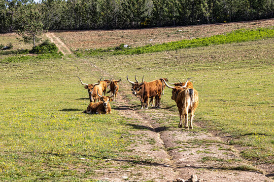 The Cachena cow in Portalegre, Portugal. It is a traditional Portuguese mountain cattle