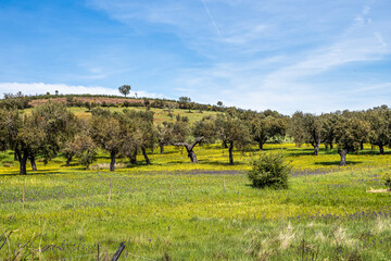 Fototapeta premium Cork Oak forest at Hortas de Baixo near Arronches, Alentejo, Portugal.