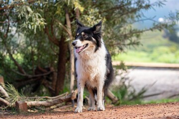 Border Collie in a sunny outdoor setting.