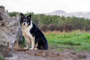 Border Collie in a Scenic Field
