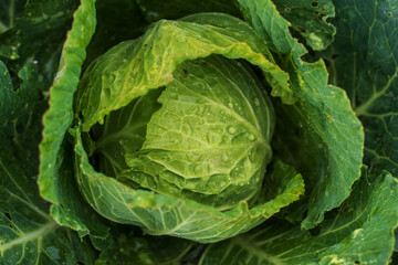 A fresh, vibrant head of cabbage with green leaves and water drops.