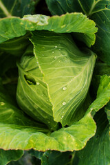 A fresh, vibrant head of green cabbage with drops of morning dew.