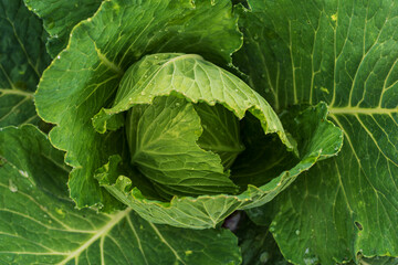 A fresh, vibrant young cabbage with intricate leaves and dewdrops.