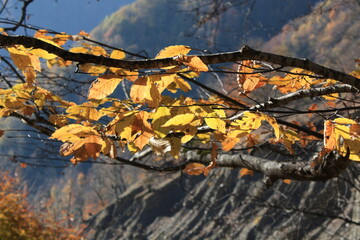 autumn in the forest