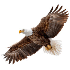 Obraz premium Bald eagle in flight against black background. Detailed plumage, large wings outstretched