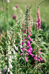 Vibrant foxglove flowers bloom in a sunny garden during late spring season